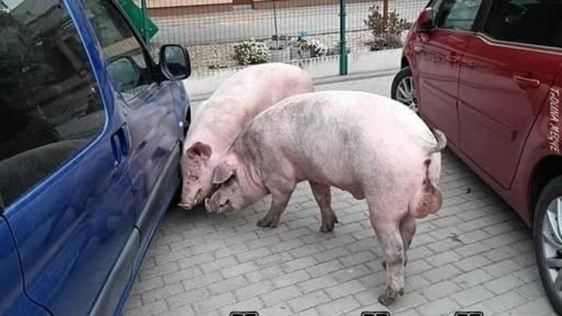 A Facebook világában a figyelem középpontjába az elkóborolt disznók kerültek, akik szórakoztató kalandjaikkal és bájos viselkedésükkel hódítják meg az internetet. Ezek a kis szabadlelkű jószágok nemcsak a virtuális térben, hanem a szívünkben is népszerűvé