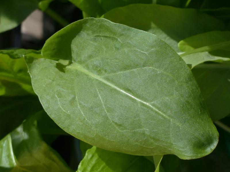 Sóska termesztése: Átfogó útmutató a vetéstől a betakarításig

A sóska (Rumex acetosa) egy sokoldalú, tápanyagokban gazdag zöldség, amely nemcsak a konyhában, hanem a kertekben is rendkívül népszerű. Ha szeretnéd saját magad termeszteni ezt a friss és ízl