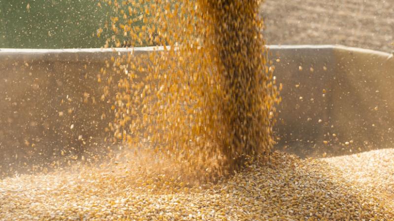 Különleges számokkal találkozhatunk: ezek a jelenlegi árak a búza és a kukorica tekintetében hazánkban - Agrárszektor.