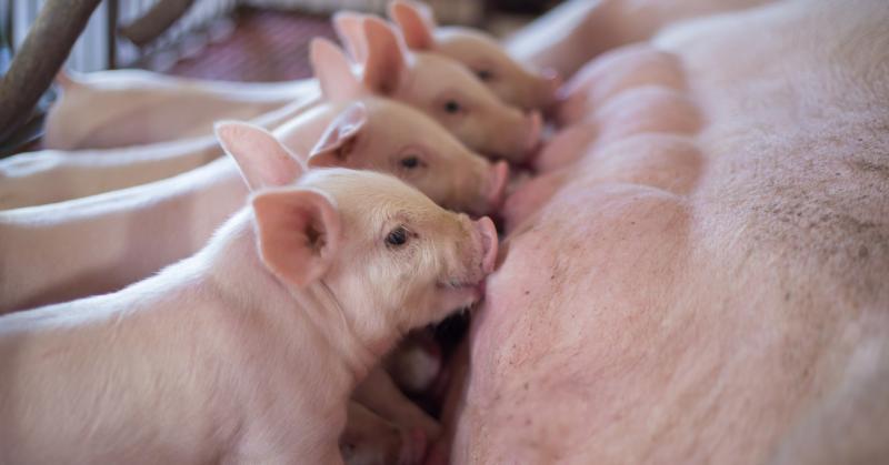 A sertéstelepek nehezen tudják lépést tartani a kocák ásványianyag-igényével.