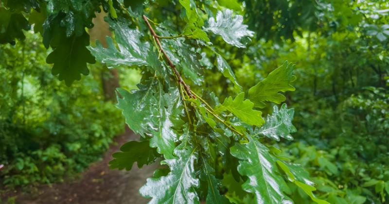 A vármegye éghajlata átalakulás előtt áll: az erdők megóvása egyre sürgetőbbé válik, hiszen már most is komoly fenyegetések érik őket.