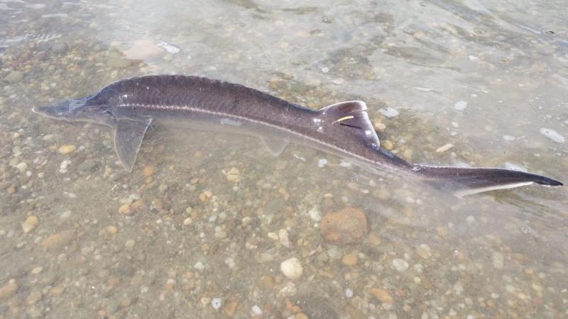 Egyesületünk elkötelezett a helyi őshonos halfauna védelme mellett | Sokszínű tájainkért