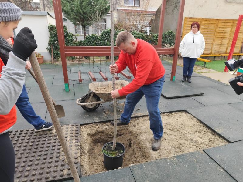 A Zöldike Óvoda udvarán új fák gyökeret vertek, friss zöldellő lombkoronáikkal színesítve a terepet.
